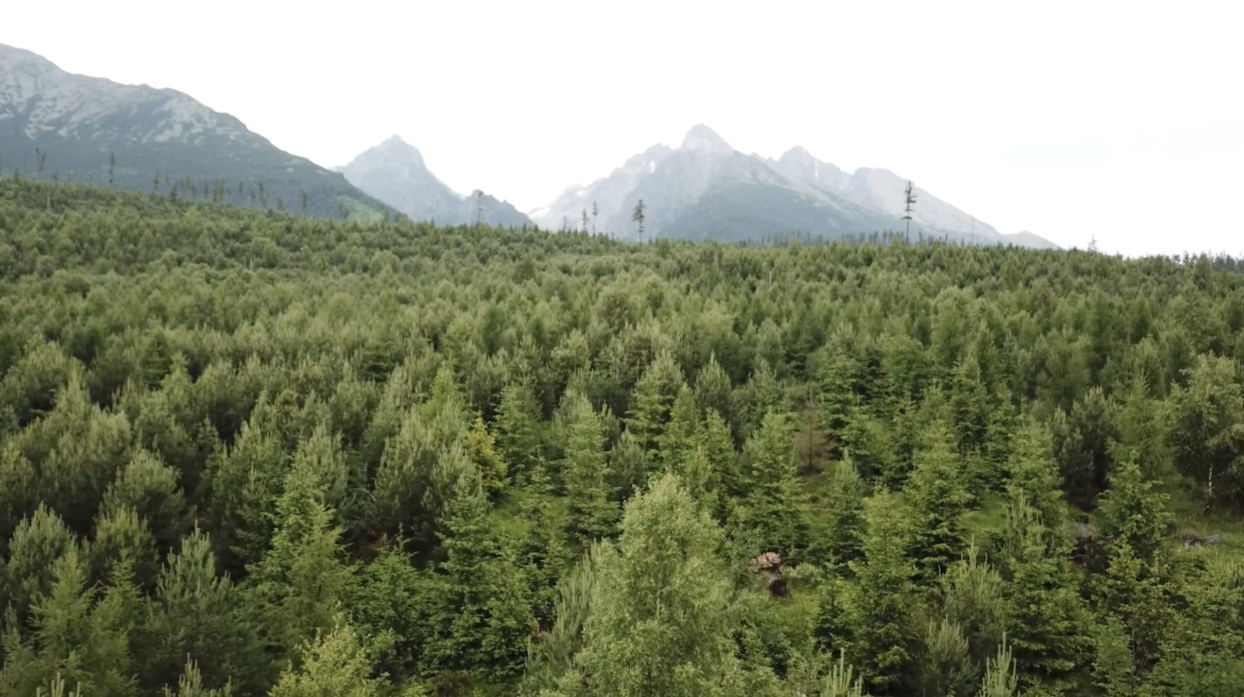 Restored forest in High Tatras