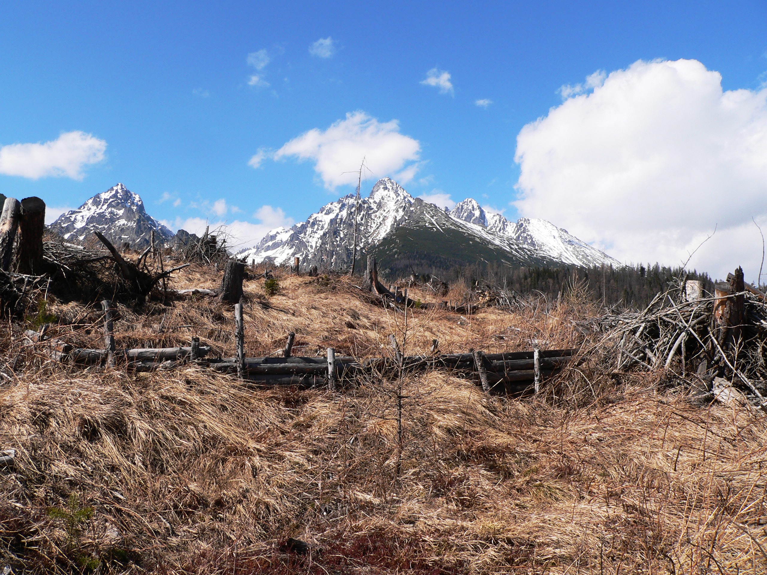 destroyed forest in High Tatras by huricane in 2004